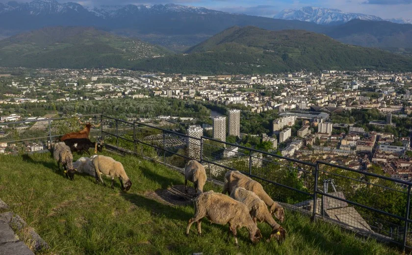 Des moutons broutent de l'herbe sur les terrasses herbées de la Bastille de Grenoble