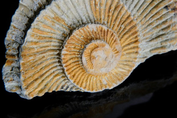 Fossile de coquillage.