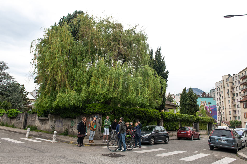 La Ville propose régulièrement des balades autour des arbres remarquables présents dans l’espace urbain.