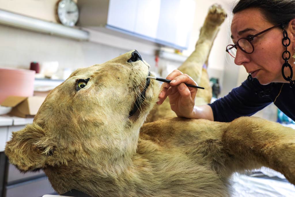 Une conservatrice-restauratrice colore la dentition de la lionne Saïd à l'aide d'un pinceau fin.