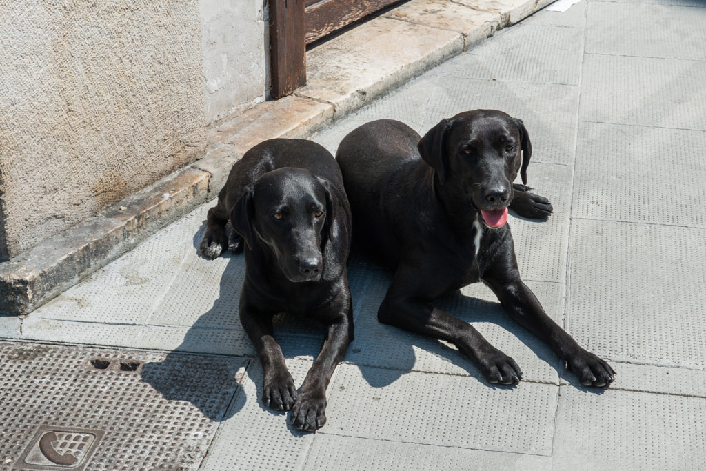 Deux chiens dans la rue.