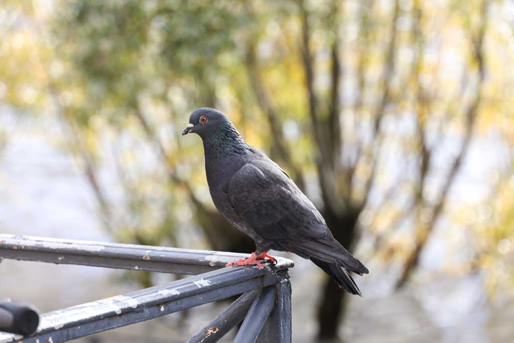 Un pigeon fait une pause sur une rembarde.