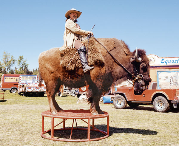 Un homme avec un chapeau de cow-boy monte un bison.