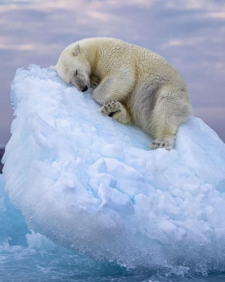 Ours polaire endormi sur un bloc de glace dérivant sur l'océan.