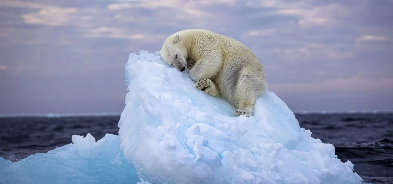 Ours polaire endormi sur un bloc de glace dérivant sur l'océan.