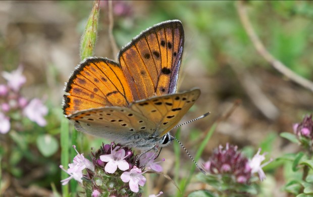 Papillon Cuivré Mauvin (Lycaena alciphron)