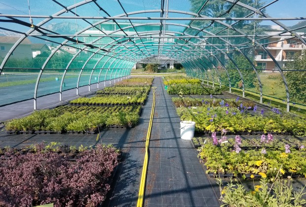 Intérieur des installations du Centre horticole de la Ville de Grenoble à Saint-Martin-d'Hères. Zone de culture des fleurs.