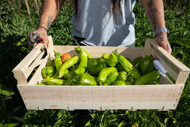 Une personne présente une cagette remplie de piments verts.